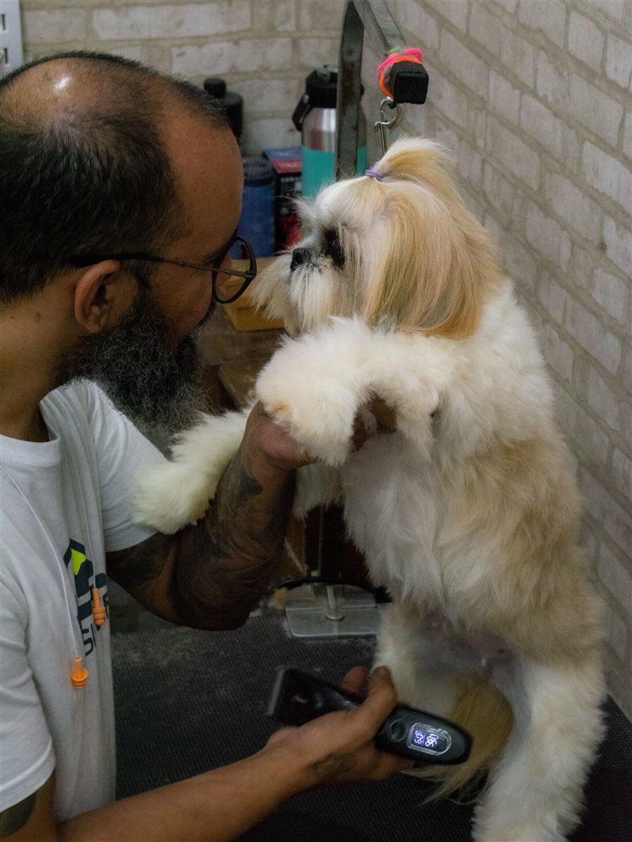 Tosador da KiSaPeCa com um Shih Tzu durante a tosa